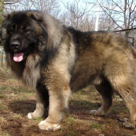 Кавказская овчарка комплекс  (вычес+мытьё+сушка)