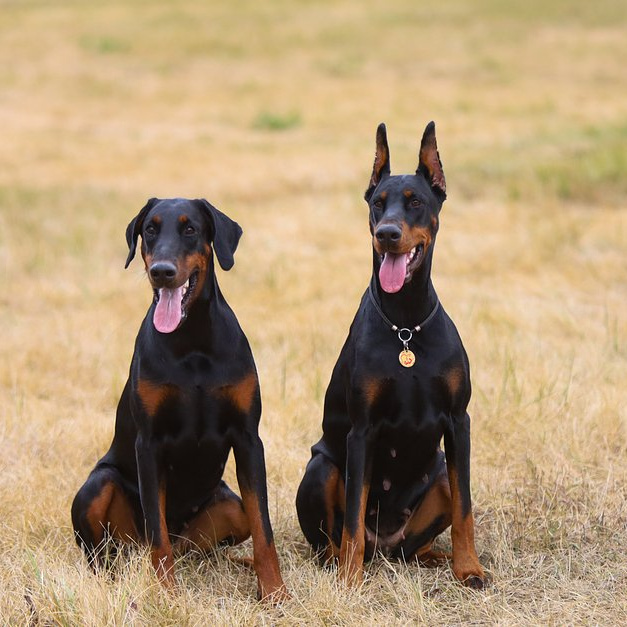 Доберман комплекс (вычес+мытьё+сушка)