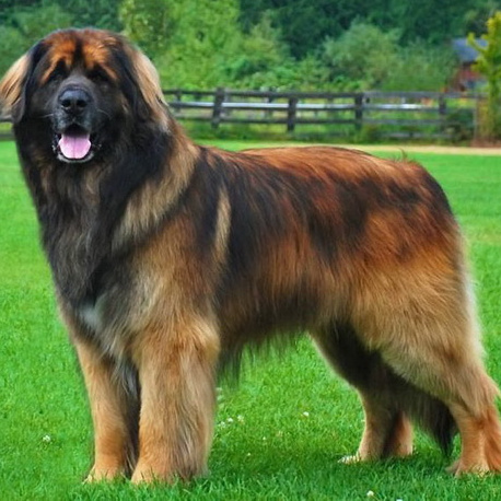 Леонбергер комплекс (вычес+мытьё+сушка)