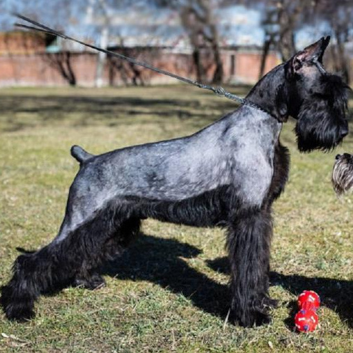 Ризеншнауцер (Тримминг)