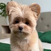 Помапу - стрижка ножницами (стригущиеся породы)