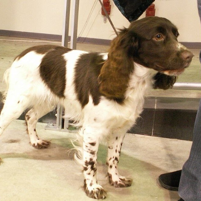 Русский спаниель - гигиенический комплекс