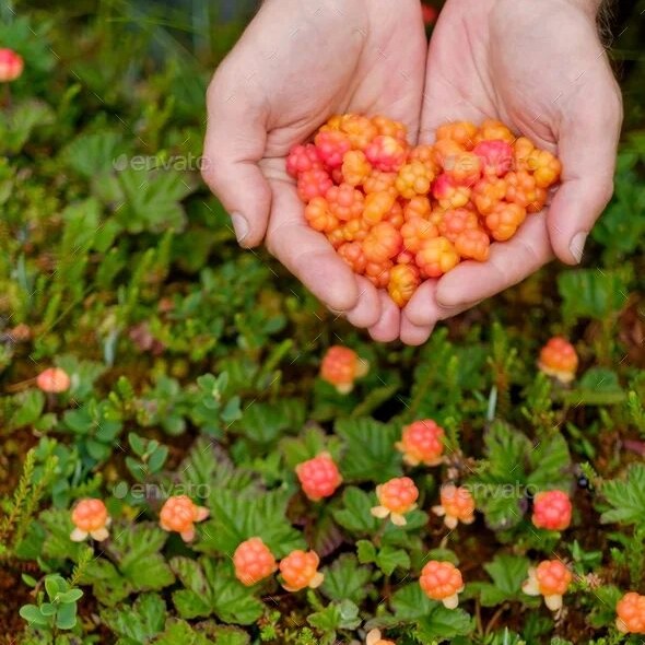 Интелектуальная процедура с морошкой(сухая кожа)