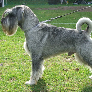 Миттельшнауцер (роллинг)