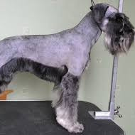 Миттельшнауцер (тримминг)