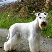 Миттельшнауцер (комплекс) стрижка