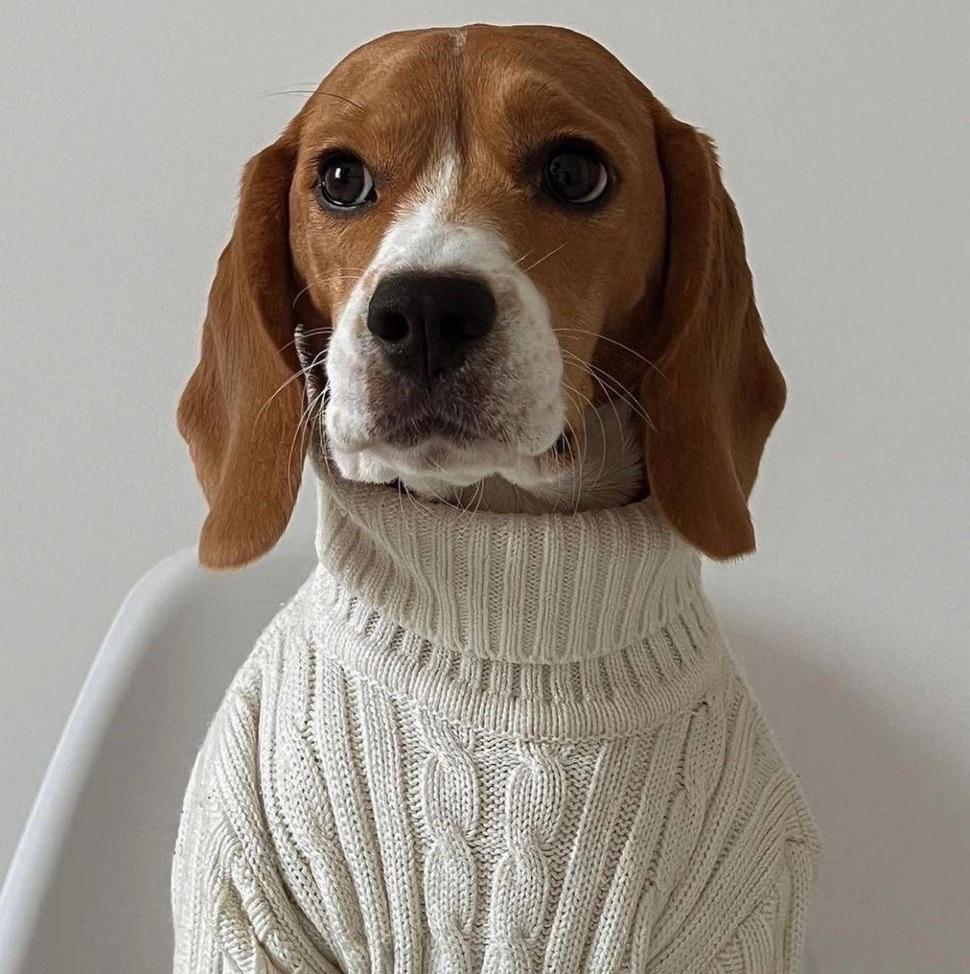 Бигль (экспресс-линька) от 17 до 25 кг