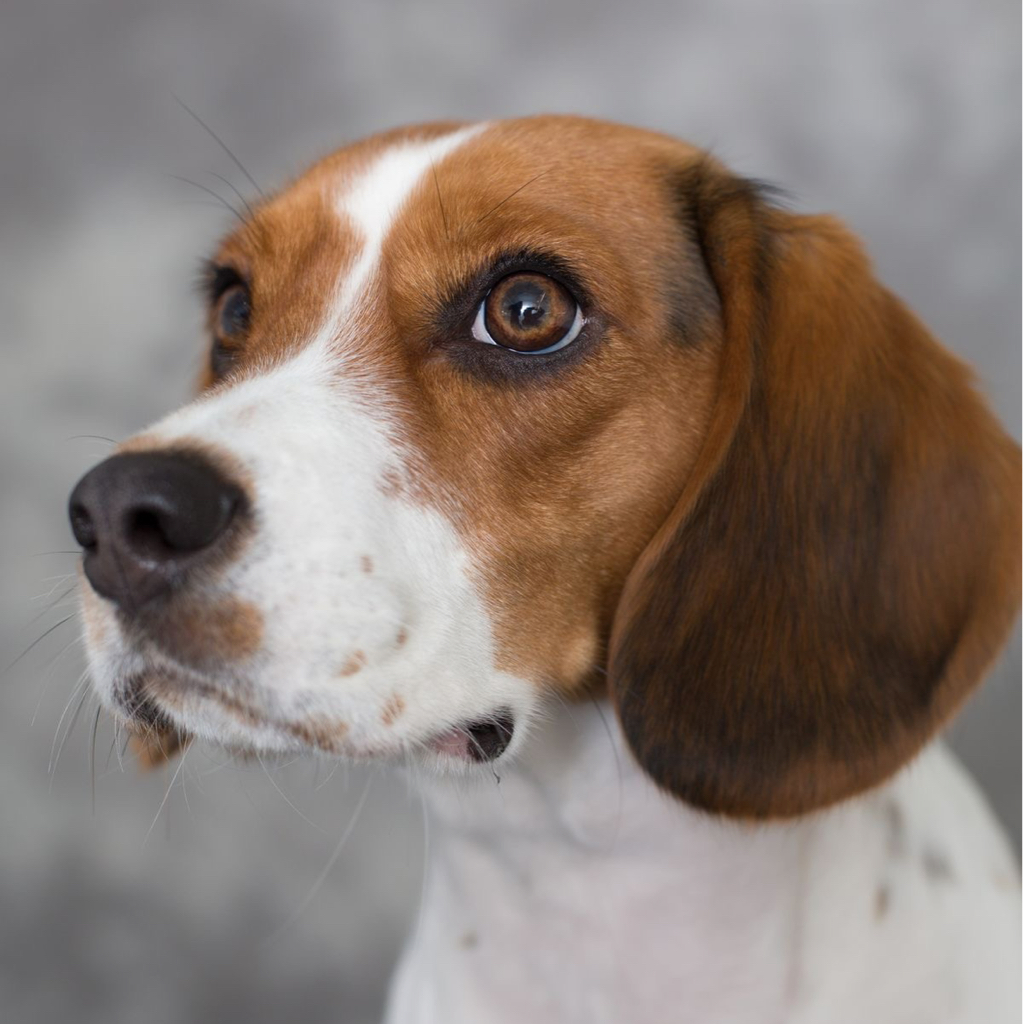 Бигль (экспресс-линька) от 11 кг до 16 кг