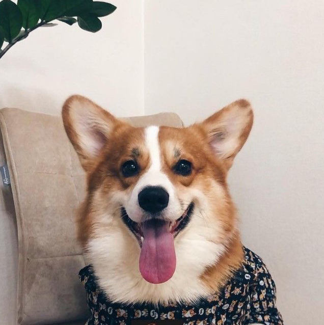 Корги (пемброк/флаффи/кардиган) экспресс-линька от  17до 25 кг