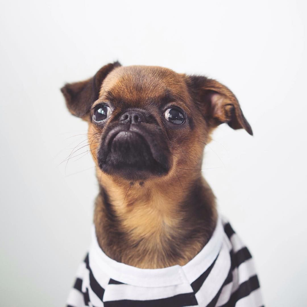 Пти-брабансон (экспресс-линька)