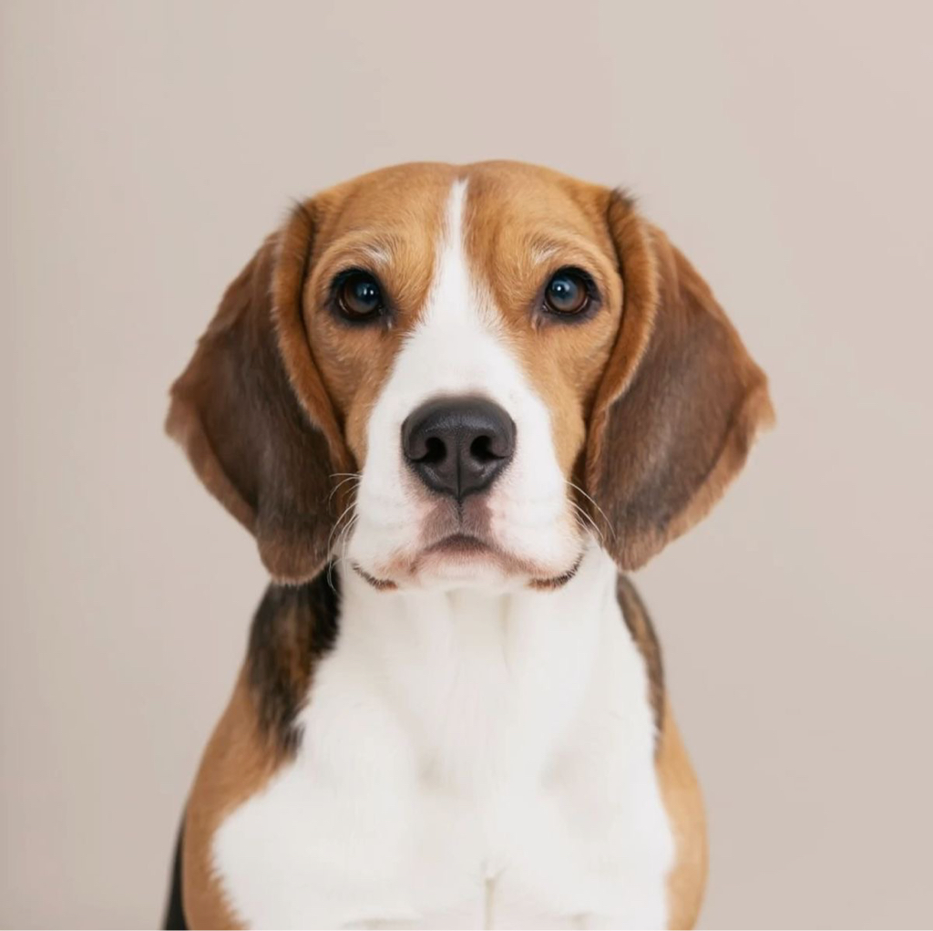 Бигль (экспресс-линька) до 10 кг