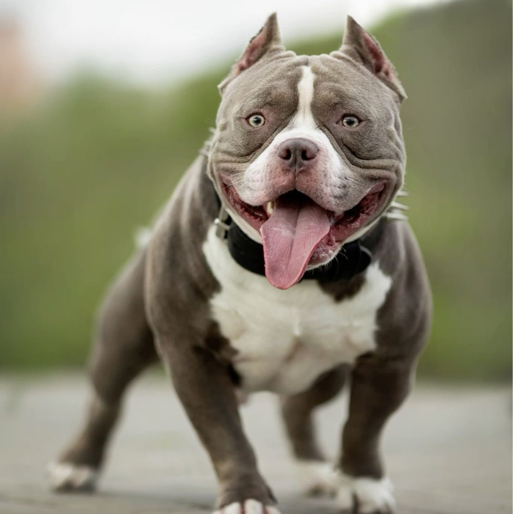 Американский булли