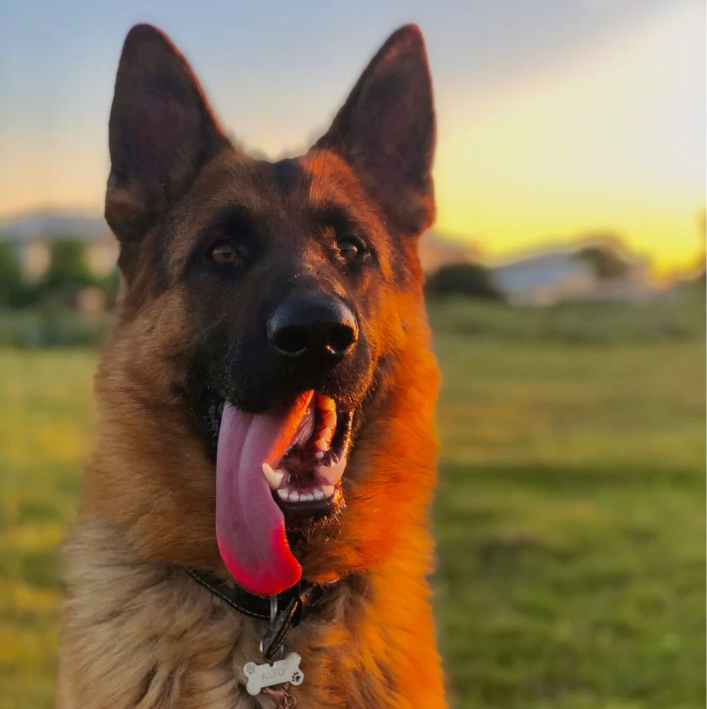 Немецкая/бельгийская овчарка  короткошёрстная (комплекс)