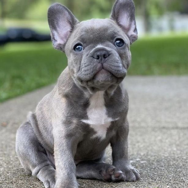 Французский бульдог (искусственная линька) от 9 кг