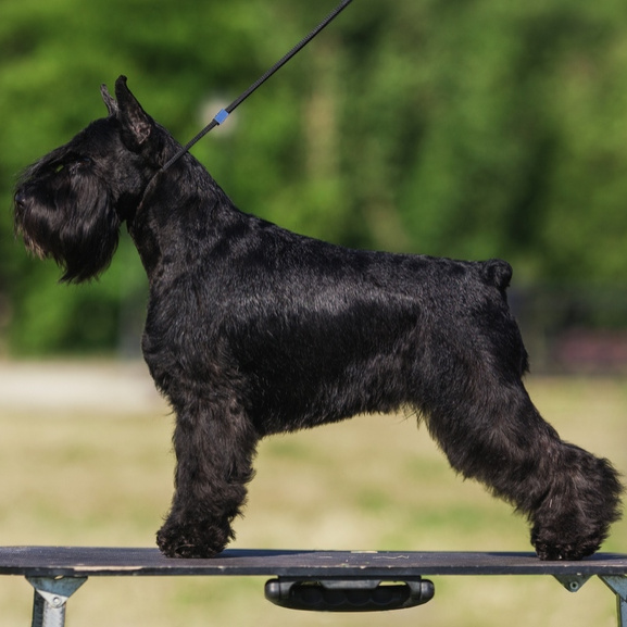 Цвергшнауцер (роллинг)