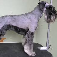 Цвергшнауцер (тримминг)