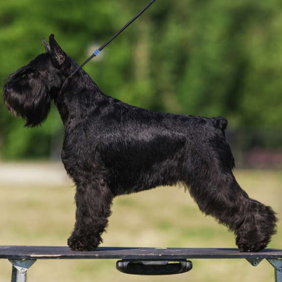 Цвергшнауцер (роллинг)