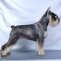 Цвергшнауцер (гигиена с мытьем)