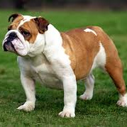 Английский бульдог (вычес+мытье+сушка)