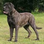 Английский мастиф (вычес+мытье+сушка)