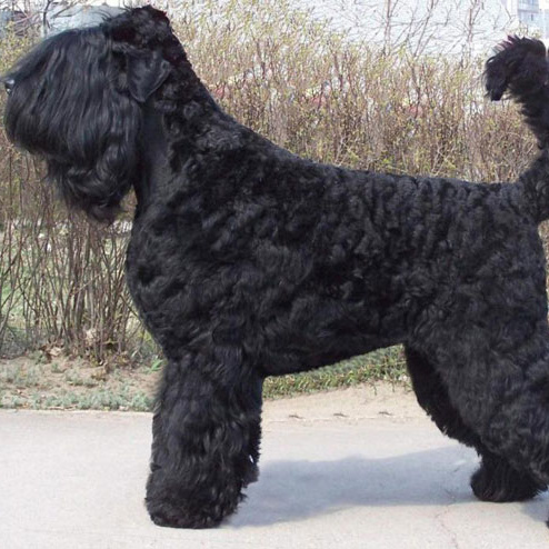 Русский черный терьер РЧТ (комплекс)