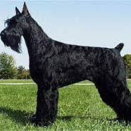 Ризеншнауцер (роллинг)