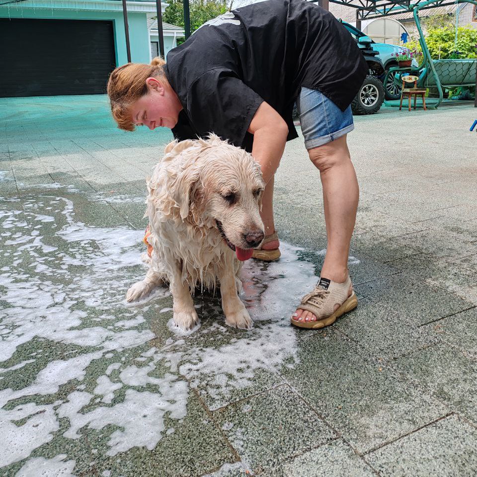 Гигиена больших собак
