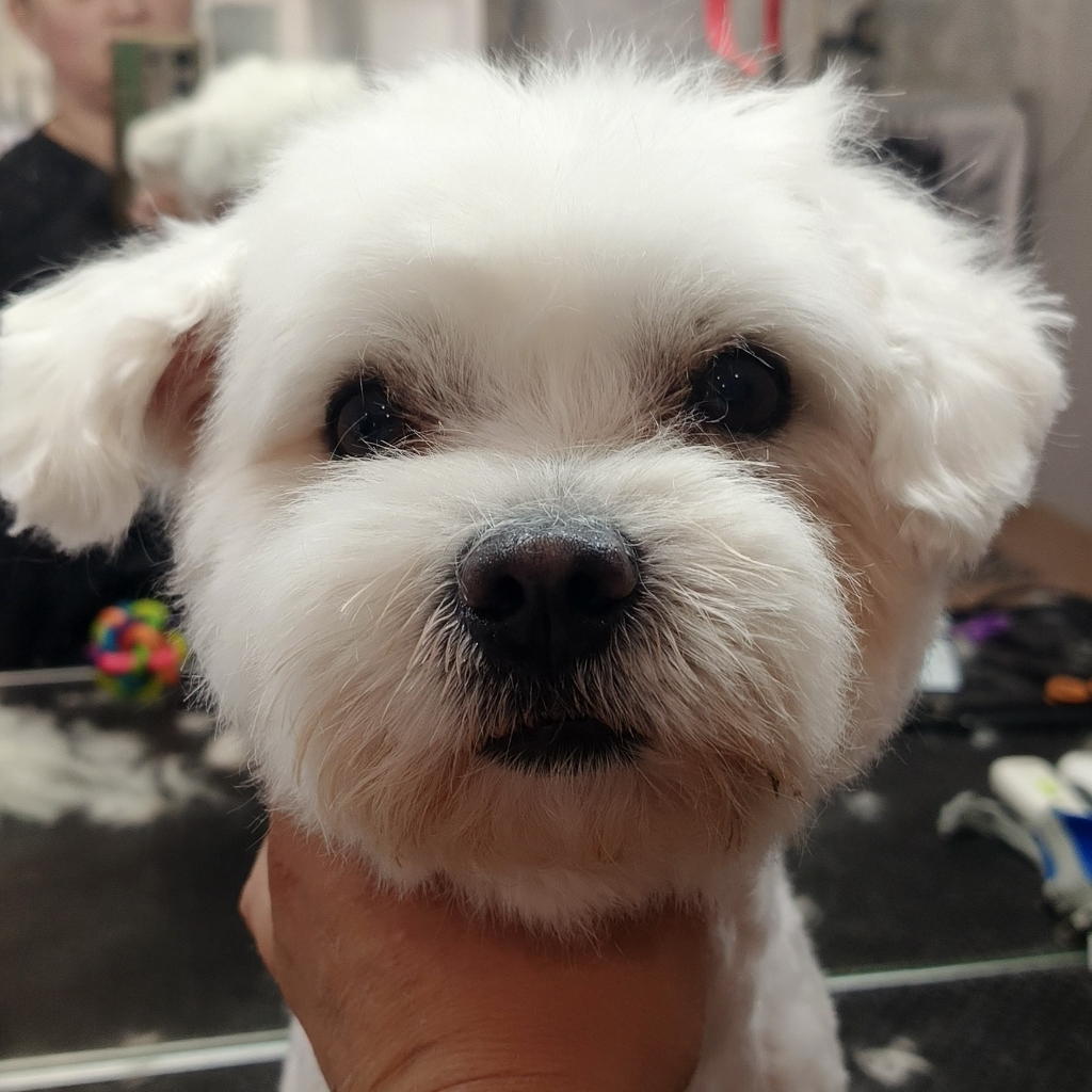 Мальтийская балонка