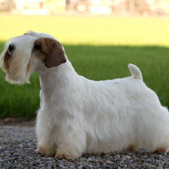 Силихем-терьер (тримминг)