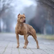 Питбультерьер (вычес, мытье, сушка)