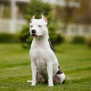 Стаффордширский терьер (вычес, мытье, сушка)