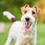 Фокстерьер (гигиена с мытьём)