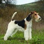 Фокстерьер жесткошерстный (тримминг)