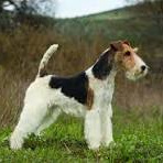 Фокстерьер жесткошерстный (тримминг)