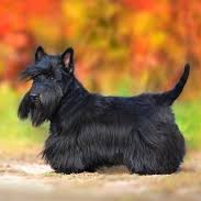 Скотч терьер (тримминг)