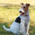 Фокстерьер жесткошерстный (комплекс) стрижка