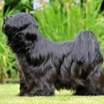 Тибетский терьер (гигиена с мытьём)