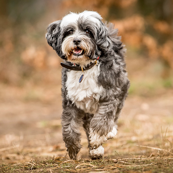 Тибетский терьер (комплекс)