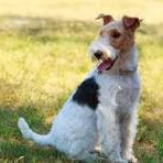 Фокстерьер жесткошерстный (комплекс) стрижка