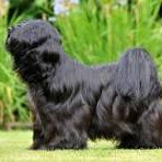 Тибетский терьер (гигиена с мытьём)