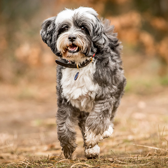 Тибетский терьер (комплекс)
