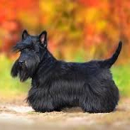 Скотч терьер (тримминг)