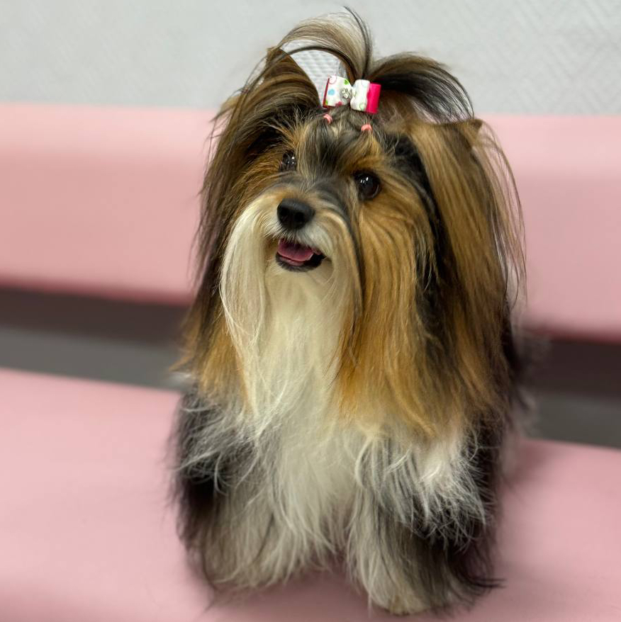 Гигиена БЕЗ СТРИЖКИ для Йорка/Бивера/Мальтезе