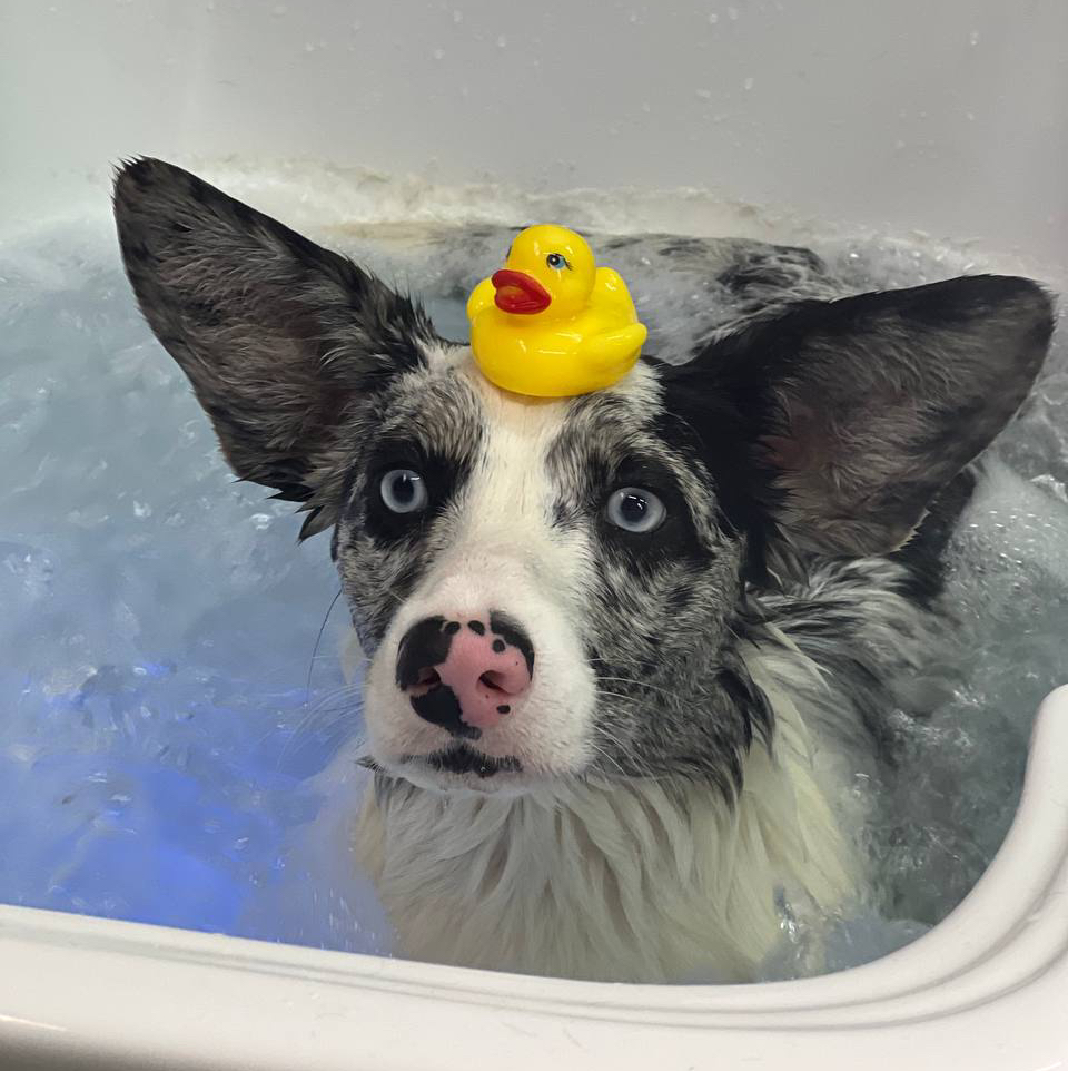 Маска для шерсти и кожи  Супер лоск эффект   средние породы