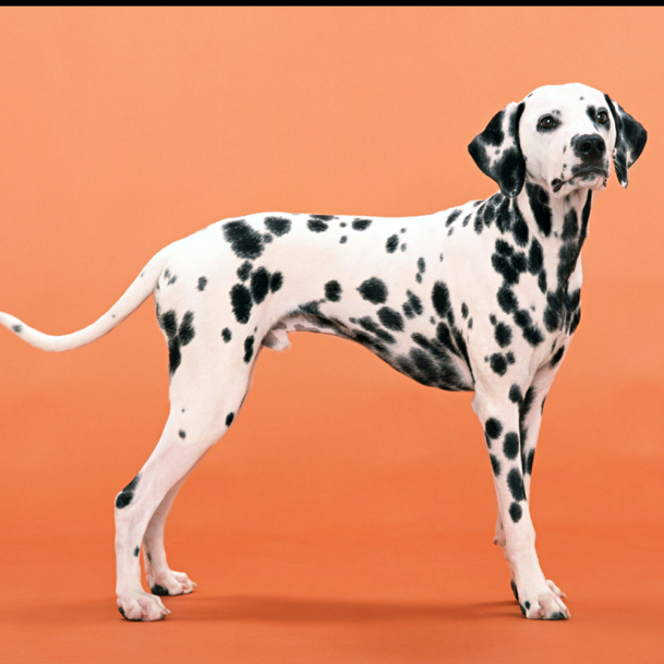 Далматин комплекс