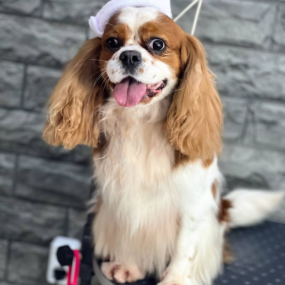 Кинг Чарльз спаниель свыше 6 кг   
Комплекс