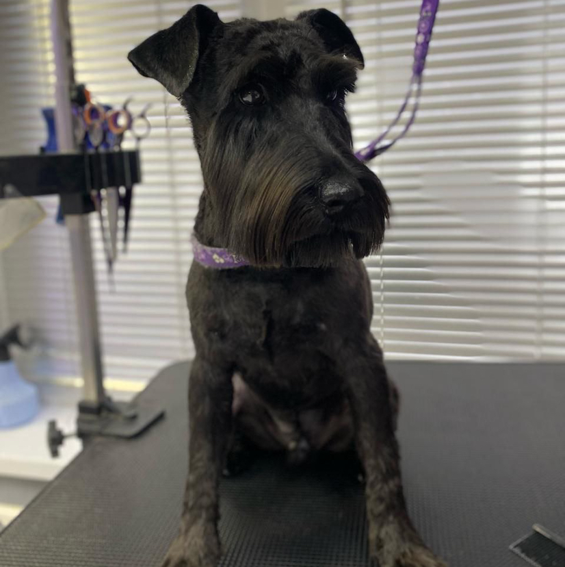 Стрижка комплексная цвергшнауцер