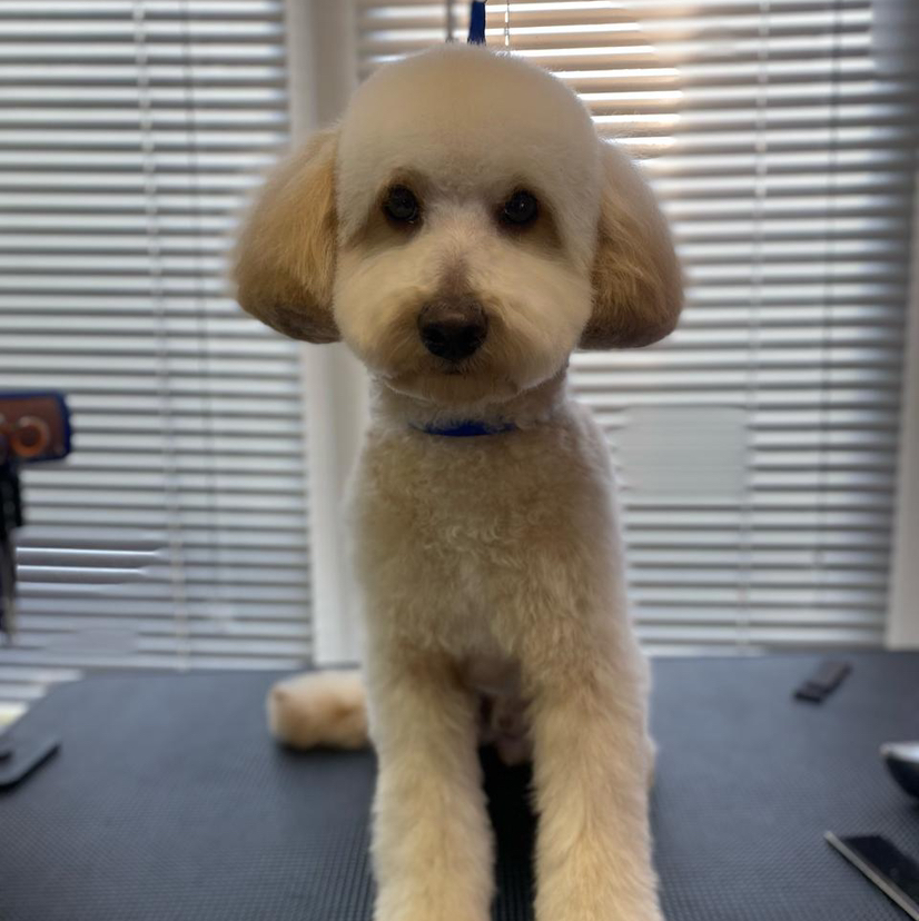 Комплексная стрижка пудель