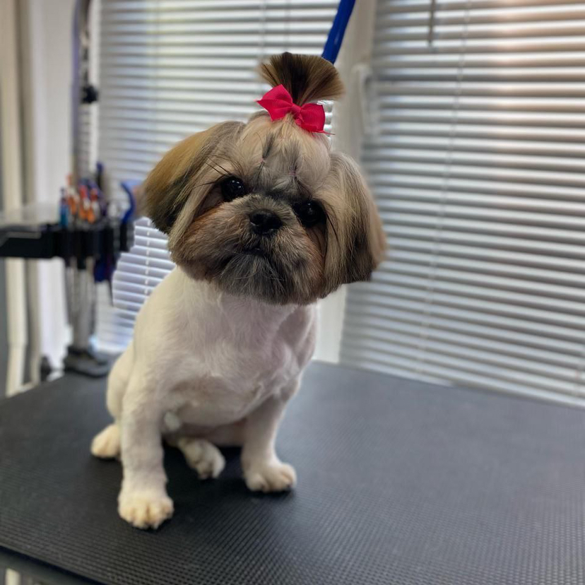 Комплексная стрижка ши-тцу