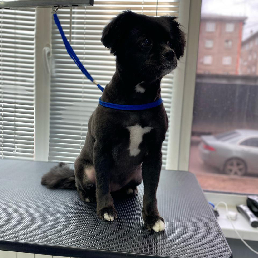 Бритье под машинку собаки (от 7 до 15кг)